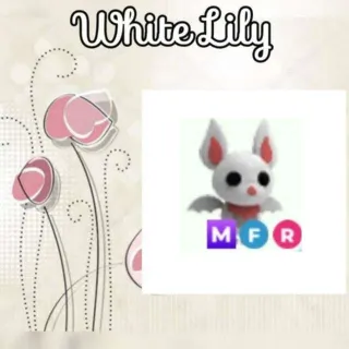 MFR Albino Bat