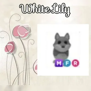 MFR Wolf