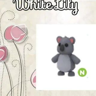 N Koala