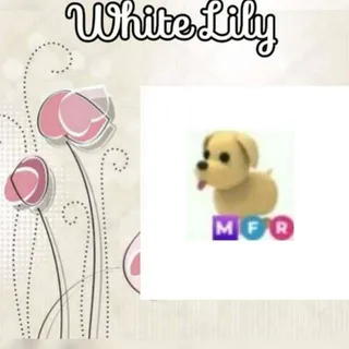 MFR Dog