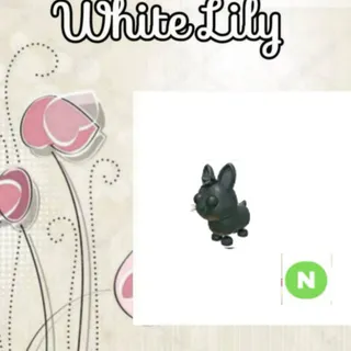 N Amami Rabbit