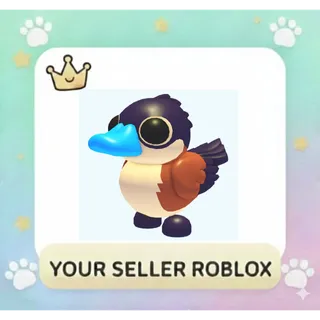 Ruddy Duck x16
