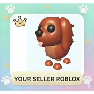 Irish Setter