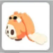 NO POT CABBIT
