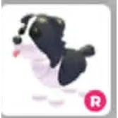 R BORDER COLLIE