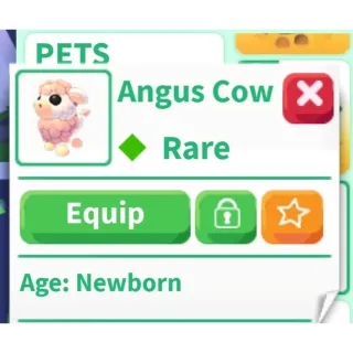X8 Angus Cow