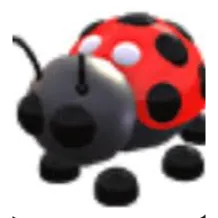 LADYBUG