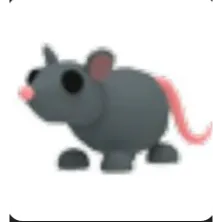 Rat