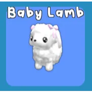 baby lamb