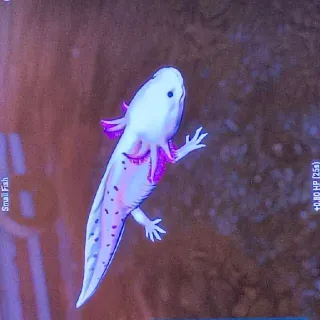 Pink Axolotl