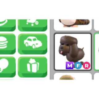 MFR Irish water spaniel adopt me 