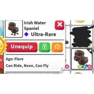 NFR Irish Water Spaniel adopt me 