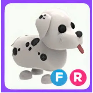 Fr Dalmatian 
