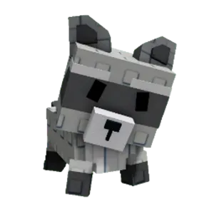 Racoon
