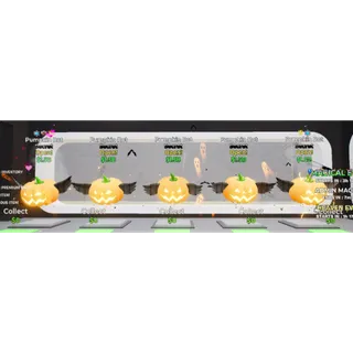 x9 Pumpkin Rot