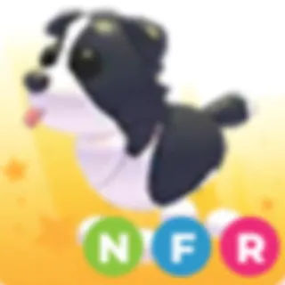 nfr border collie