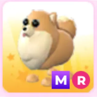 mega ride Pomeranian