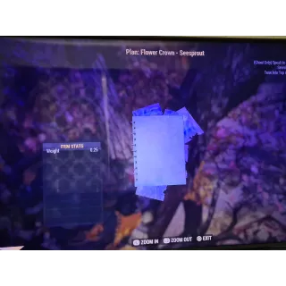 Flower Crown - Seesprout