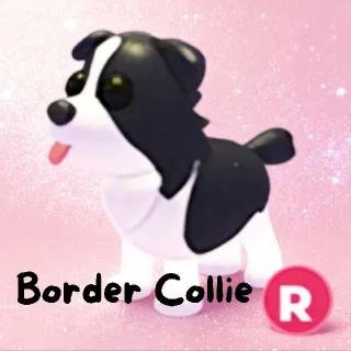 Border Collie