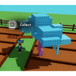 CANDY BLOSSOM TREE - GROW A GARDEN