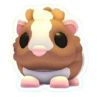 CHOCOLATE DUTCH GUINEA PIG