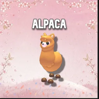 Alpaca