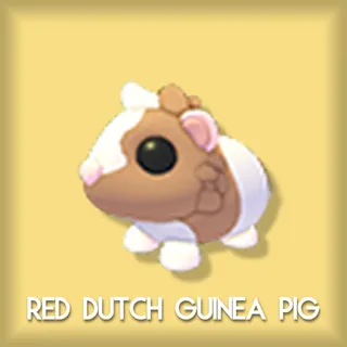 Red Dutch Guinea Pig