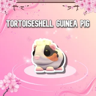 Tortoiseshell Guinea Pig