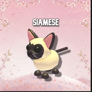 Siamese