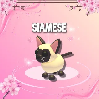 Siamese