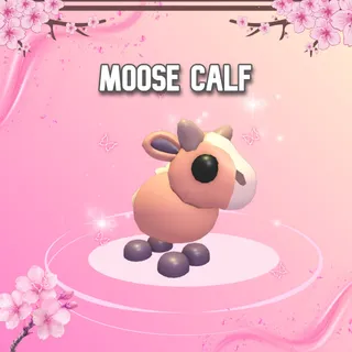 Moose Calf
