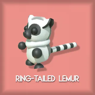 Ring-tailed Lemur