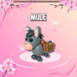 Mule