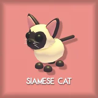 Siamese Cat