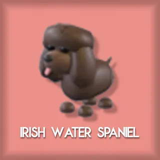 Irish Water Spaniel