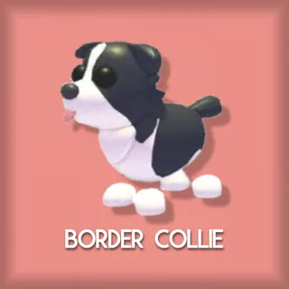 Border Collie
