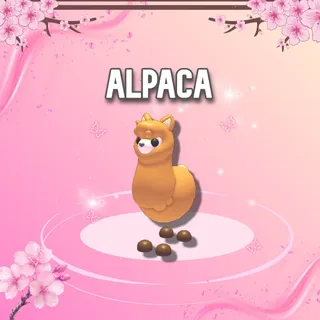 Alpaca