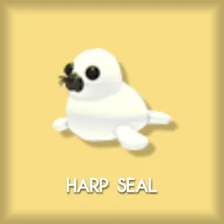 Harp Seal