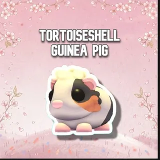 Tortoiseshell Guinea Pig