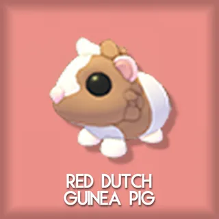 Red Dutch Guinea Pig