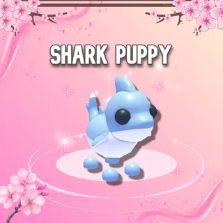 Shark Puppy