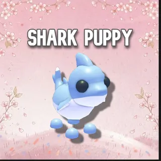 Shark Puppy