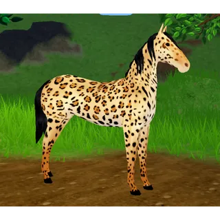 Akhal-Teke SIUC