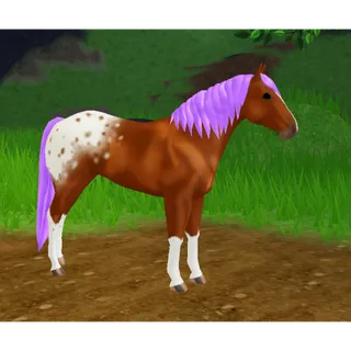 Appaloosa IUH