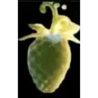 BUDDHA | GPO | GRAND PIECE ONLINE