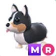 mfr royal corgi