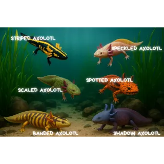 AXOLOTL BUNDLE