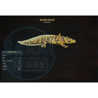BANDED AXOLOTL