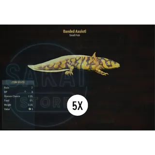 5 BANDED AXOLOTL
