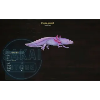 PURPLE AXOLOTL